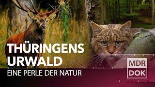 Märchenhafter Urwald im Herzen Deutschlands: der Nationalpark Hainich in Thüringen
