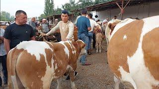 Tergachi mol bozori sigirlar narhlari bilan tanishing 19.07.2024yil