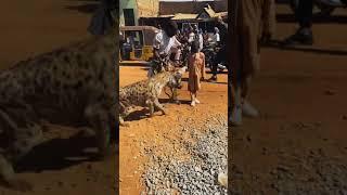 رجال الضبع في نيجيريا  Hyena men#nigeria