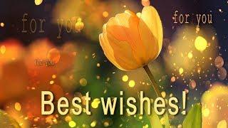  Best Wishes For You!   PARALLAX Video Greeting Cards