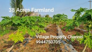 Ad:37 Papaya Farm 38 Acres Good Investment Property Village Property Channel