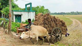 Bullock carriage cart accident with full load // stuck with loaded paddy // village agriculture