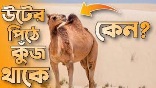 উটের পিঠে কুঁজ থাকে কেন? | Ojana Golpo | অজানা গল্প