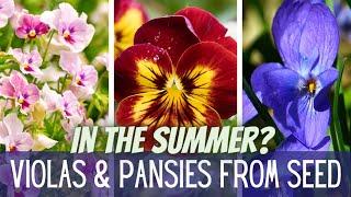 Starting Viola & Pansy Seeds In The SUMMER???  || Growing Violas & Pansies || Winter Garden