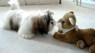 Shih Tzu puppy Lacey  discovers stuffed toy lion  for the first time 