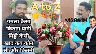 Adenium Care Tips & Tricks | Expert Discussion | Fertilizer, Potting and Watering