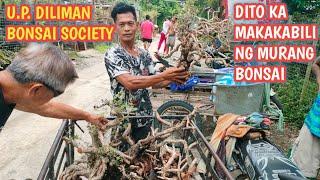 U.P. DILIMAN BONSAI SOCIETY