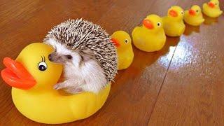 Cute and Funny Moments with  Hedgehogs Compilation : 12 Interesting Facts about Hedgehog