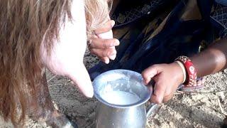 Short and close up goat milking by hand | milking| Village of rajasthan | Goat milking by hand| vlog