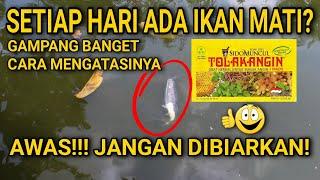 CARA MENGATASI IKAN LELE SETIAP HARI ADA KEMATIAN | MUDAH BANGET