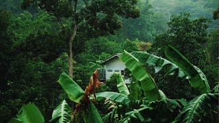 Rainforest sounds  with thunder, rain and birds sounds for sleep, study and meditation