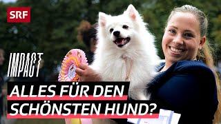 Hundeshows in der Kritik – So weit gehen Hundebesitzer für die Auszeichnung | Impact | SRF