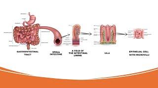 Digestion in small intestine - சிறுகுடலில் செரித்தல்