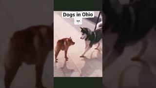 Dogs in Ohio