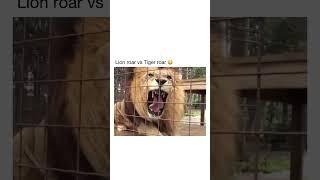 Lion roar vs Tiger roar #animal #lion #tiger #roar #wildlife #vs #predator #zoo #animals #bigcat