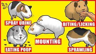 Guinea Pigs Body Language and Behaviors Explained