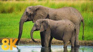 8K Unique Wildlife of Okavango Delta Area, Botswana - 7 Hours of Wild Animals of Africa - Part #2