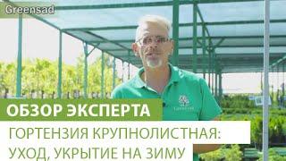 Гортензия крупнолистная: уход, укрытие на зиму