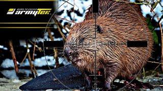 Охота на бобра 2024. Beaver hunting #охота #бобры #beaver