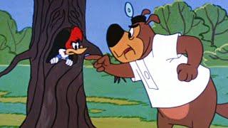 This Tree is Off-Limits! | 2.5 Hours of Classic Episodes of Woody Woodpecker