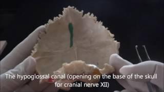 Bones of the skull - The occipital bone - Human Anatomy Video