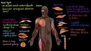 Muscle Types