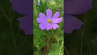 Grow pink cosmos flowers #cosmosflowers #pinkcosmosflower #cosmos #cosmosflower #shorts