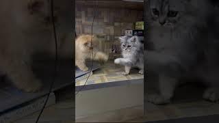 Leo and Millie's Playful Paws #animals #pets #cats #kitten