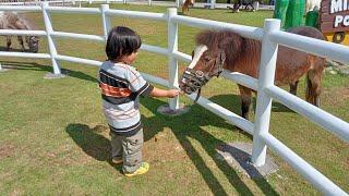 Bintang akrab banget sama kuda poni yang ada di cimory dairyland puncak