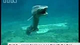 Prehistoric shark captured on film #viral