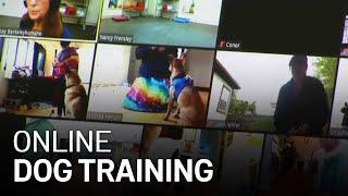 Berkeley Humane Moves to Online Dog Training During Pandemic