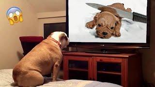 Dog Reaction to Cutting Cake  - Funny Dog Cake Videos | Pets Island