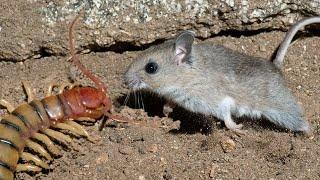 He EATS Snakes, Scorpions and even Mice! Grasshopper mouse – Tiger among rodents!