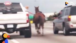 Horse Lost On Highway Saved by Kind Drivers | The Dodo