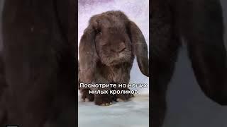 можно бесконечно смотреть, но лучше придти в Зайкафе ️ #зайкафе #кролик #кафесживотными #зоопарк