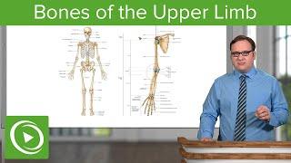 Bones of the Upper Limb – Anatomy | Lecturio