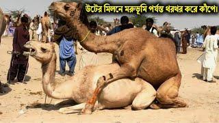 উট সম্পর্কে অদ্ভুত ও বিস্ময়কর তথ্য। Incredible Facts About Camel.