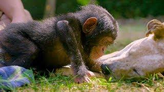 Puppies and Baby Chimpanzees Make The Cutest Friends | BBC Earth