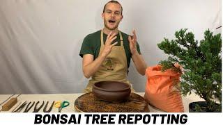 Repotting a Bonsai Tree Tutorial (The Bonsai Supply)