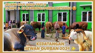 KEDATANGAN HEWAN QURBAN 2024 MASJID AL FURQON CIBINONG JELANG IDUL ADHA 1445 H ️