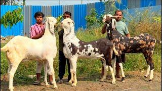 Big Khassi Goats For Bakra Eid at Al Ahmed Goat Farm Padgha