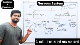 ( तंत्रिका तंत्र ) Nervous System Anatomy and Physiology in Hindi