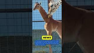 Rare Birth at Tennessee Zoo: Meet the Unique Giraffe Born Without Patches!