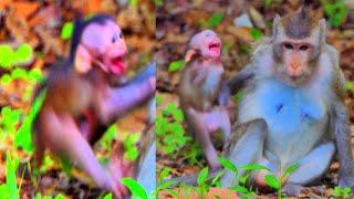 Bad Action...! Real Refused Milk From Bad Young Mother, Simba To Newborn Monkey, Sammy. Nature Tube