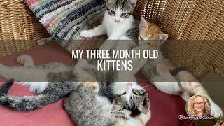 Meet The Kittens at 3 Months Old