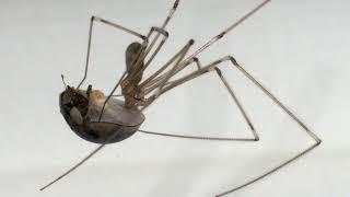 The Spiders in Your House - The Cellar Spider