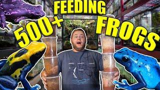 FEEDING 500+ PET FROGS!! | FROG ROOM feeding time!