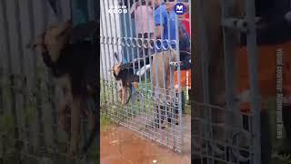Fire Force rescues street dog trapped in gate  #onmanorama  #news
