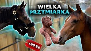 PRZYMIERZAMY RZECZY Z CAVALIADY | Zaczynam jazdy na Dili!