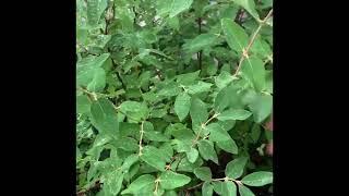 HASKAP Berries picking 6/2023